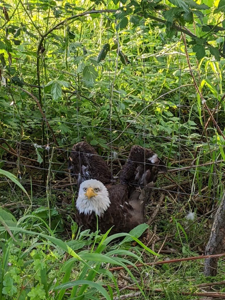 Bald Eagle Soars Home at Buford Park