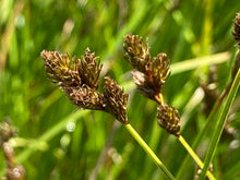 Load image into Gallery viewer, sedge, thick-headed (Carex pachystachya)