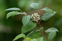 Load image into Gallery viewer, red-osier dogwood (Cornus sericea)