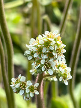 Load image into Gallery viewer, saxifrage, Oregon (Micranthes oregana)