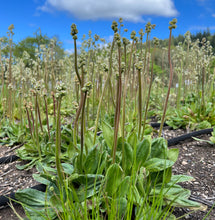 Load image into Gallery viewer, saxifrage, Oregon (Micranthes oregana)