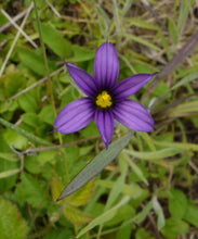 Load image into Gallery viewer, Idaho blue-eyed grass (Sisyrinchium idahoense)