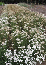 Load image into Gallery viewer, yarrow (Achillea millefolium)