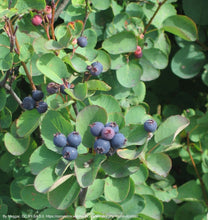 Load image into Gallery viewer, serviceberry, Saskatoon (Amelanchier alnifolia)