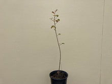Load image into Gallery viewer, serviceberry, Saskatoon (Amelanchier alnifolia)