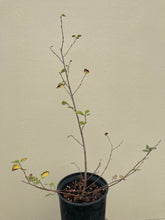 Load image into Gallery viewer, serviceberry, Saskatoon (Amelanchier alnifolia)