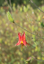 Load image into Gallery viewer, columbine, red (Aquilegia formosa)