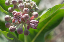 Load image into Gallery viewer, milkweed, showy (Asclepias speciosa)