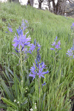 Load image into Gallery viewer, camas, great (Camassia leichtlinii)