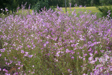 Load image into Gallery viewer, clarkia, Lindley's (Clarkia amoena ssp. lindleyi)