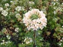 Load image into Gallery viewer, collomia, large-flowered (Collomia grandiflora)