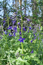 Load image into Gallery viewer, larkspur, tall (Delphinium trolliifolium)