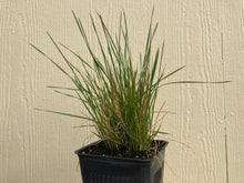 Load image into Gallery viewer, hairgrass, tufted (Deschampsia cespitosa)