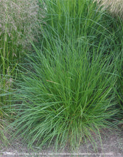 Load image into Gallery viewer, hairgrass, tufted (Deschampsia cespitosa)