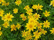 Load image into Gallery viewer, Oregon sunshine (Eriophyllum lanatum)