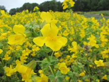 Load image into Gallery viewer, monkeyflower, yellow (Erythranthe guttata)