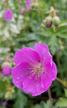 Load image into Gallery viewer, geranium, western (Geranium oreganum)