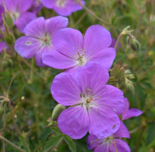 Load image into Gallery viewer, geranium, western (Geranium oreganum)