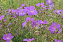 Load image into Gallery viewer, geranium, western (Geranium oreganum)