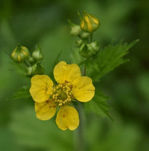 Load image into Gallery viewer, avens, largeleaf (Geum macrophyllum)
