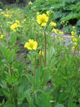 Load image into Gallery viewer, avens, largeleaf (Geum macrophyllum)