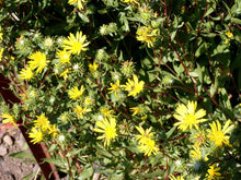 Load image into Gallery viewer, gumweed, Willamette Valley (Grindelia integrifolia)
