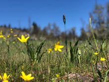 Load image into Gallery viewer, Friends of Buford Park & Mt. Pisgah Membership