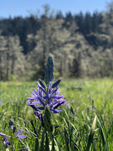 Load image into Gallery viewer, Friends of Buford Park & Mt. Pisgah Membership