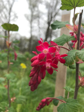 Load image into Gallery viewer, currant, red flowering (Ribes sanguineum)