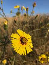 Load image into Gallery viewer, madia, showy (Madia elegans)