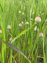 Load image into Gallery viewer, onion, slim leaf (Allium amplectens)