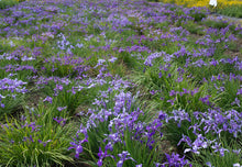 Load image into Gallery viewer, iris, tough leaf (Iris tenax)