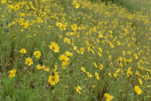 Load image into Gallery viewer, madia, showy (Madia elegans)