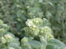 Load image into Gallery viewer, phacelia, Oregon (Phacelia nemoralis spp. oregonensis)