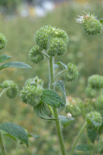 Load image into Gallery viewer, phacelia, Oregon (Phacelia nemoralis spp. oregonensis)