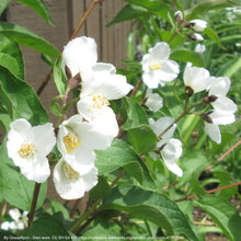 Load image into Gallery viewer, mock orange (Philadelphus lewisii)