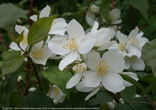 Load image into Gallery viewer, mock orange (Philadelphus lewisii)