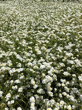 Load image into Gallery viewer, popcorn flower, fragrant (Plagiobothrys figuratus)