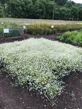 Load image into Gallery viewer, popcorn flower, fragrant (Plagiobothrys figuratus)