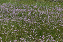 Load image into Gallery viewer, rosy plectritis (Plectritis congesta)