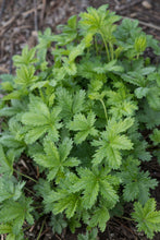 Load image into Gallery viewer, cinquefoil, slender (Potentilla gracilis)