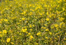 Load image into Gallery viewer, cinquefoil, slender (Potentilla gracilis)