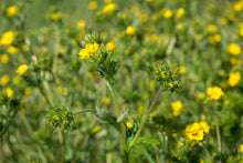 Load image into Gallery viewer, cinquefoil, slender (Potentilla gracilis)