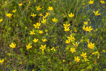 Load image into Gallery viewer, buttercup, straightbeak (Ranunculus orthorhynchus)