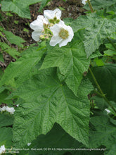 Load image into Gallery viewer, thimbleberry (Rubus parviflorus)