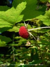 Load image into Gallery viewer, thimbleberry (Rubus parviflorus)