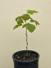 Load image into Gallery viewer, thimbleberry (Rubus parviflorus)
