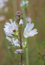 Load image into Gallery viewer, sidalcea, meadow (Sidalcea campestris)