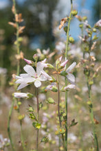 Load image into Gallery viewer, sidalcea, meadow (Sidalcea campestris)