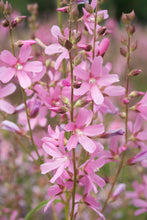 Load image into Gallery viewer, sidalcea, Cusick's (Sidalcea cusickii)